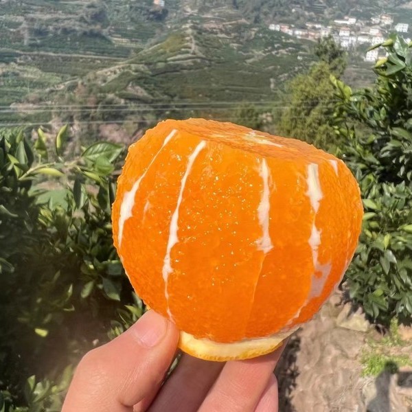 湖北秭归九月红果冻橙正品保证汁水丰富新鲜采摘酸酸甜甜不是纯甜