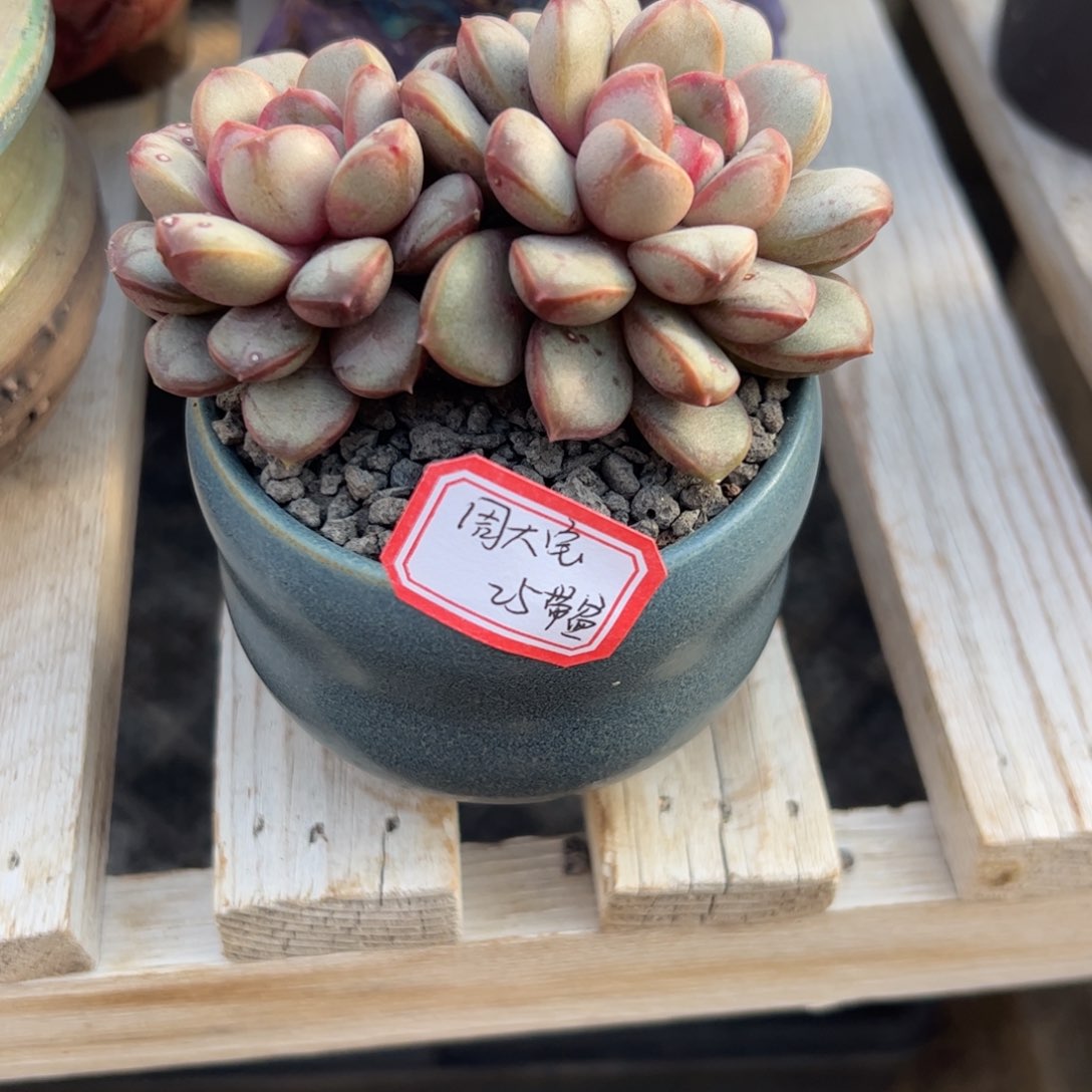 多肉植物多肉植物