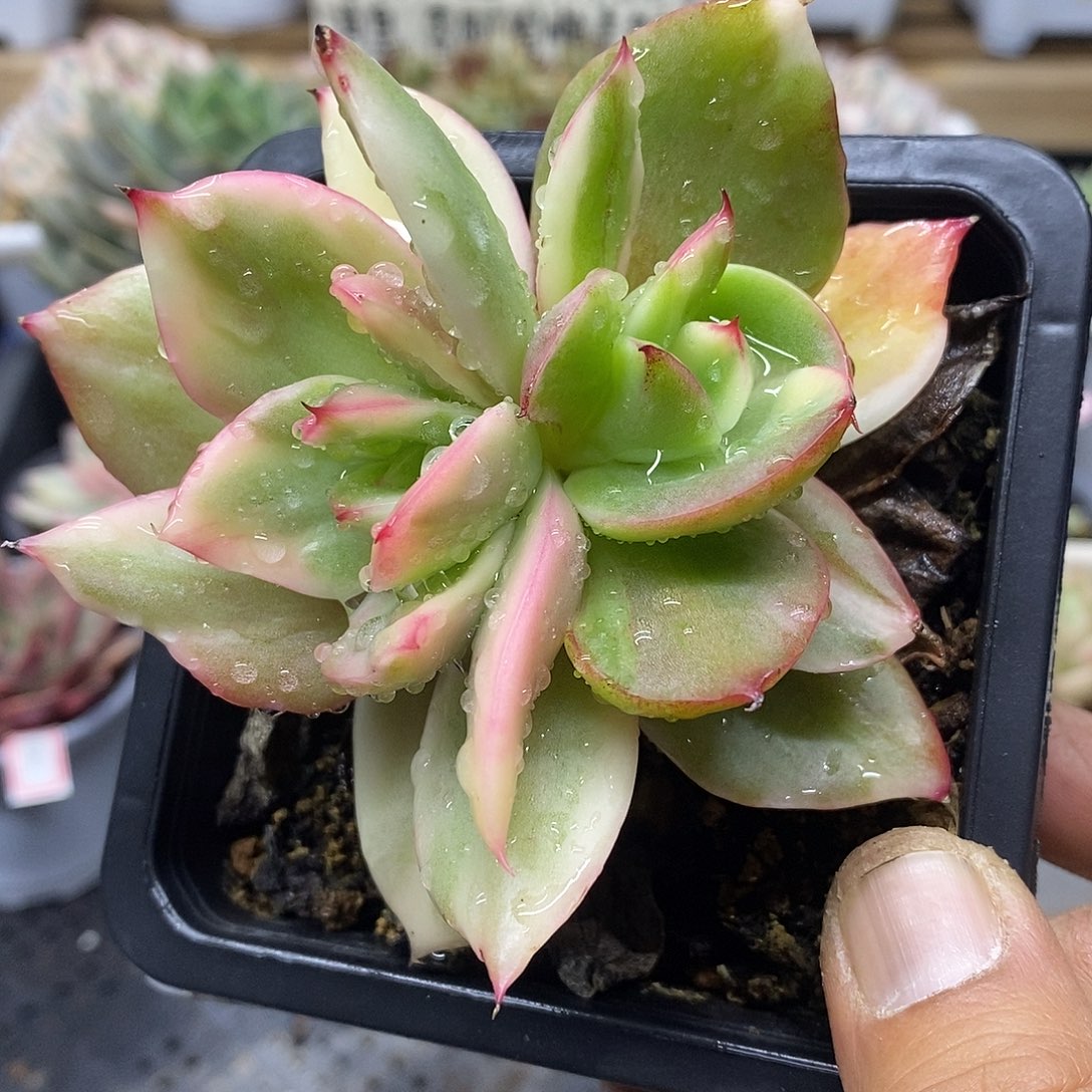 11108 翠花杂彩拉丝覆轮锦