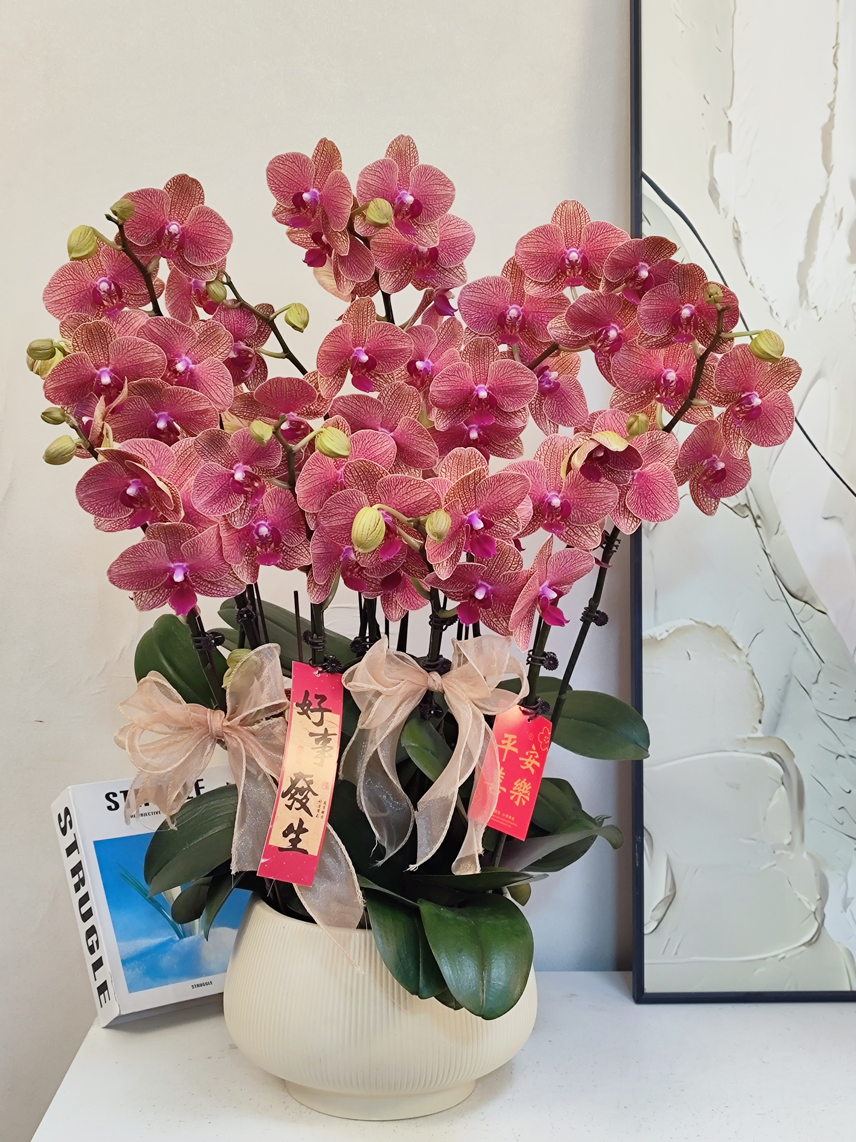  蝴蝶兰【金吉利】真花 大吉大利 秋冬耐寒花卉四季开花 多样性发货