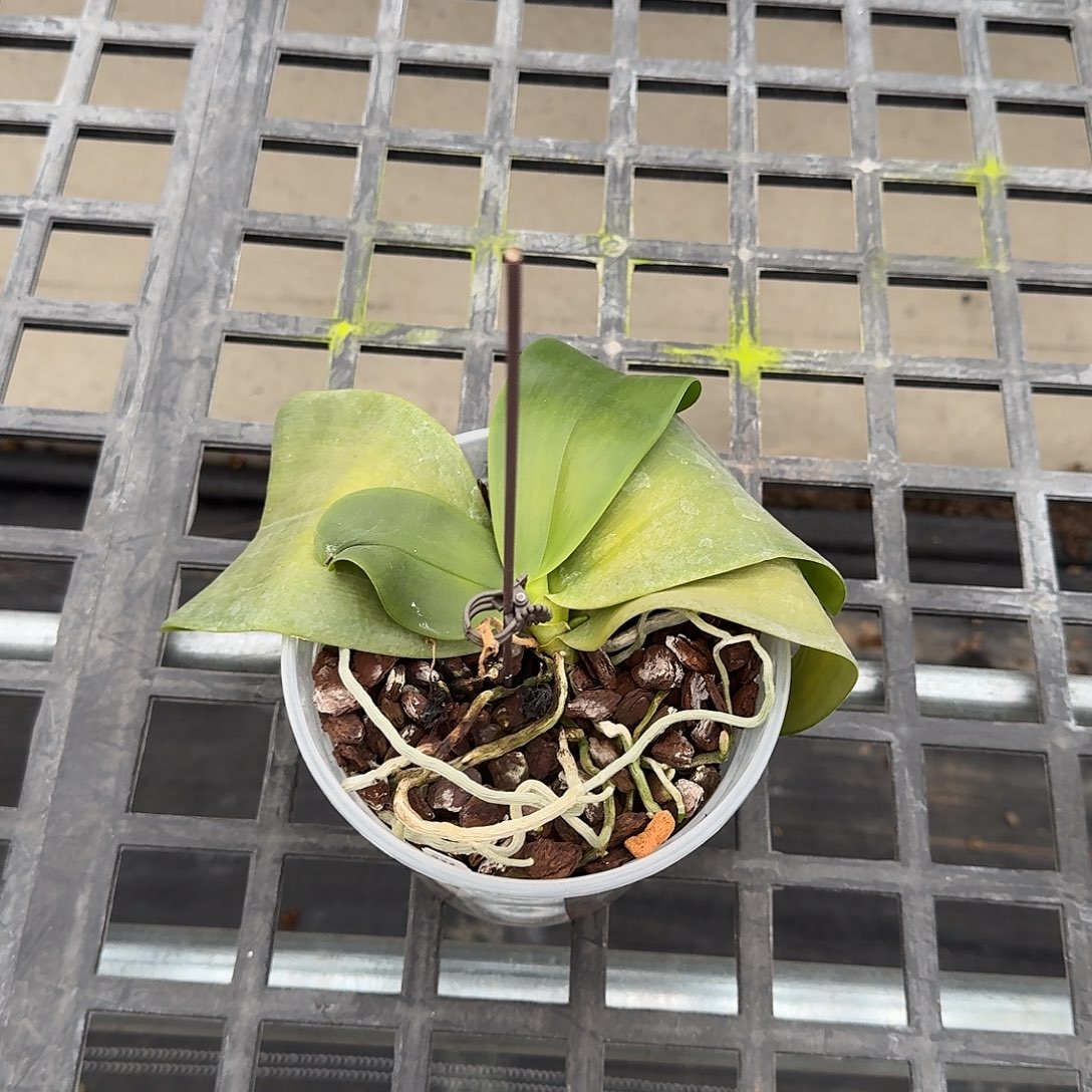 小***树当前无花栽培后可以开花叶瑕少根不售后