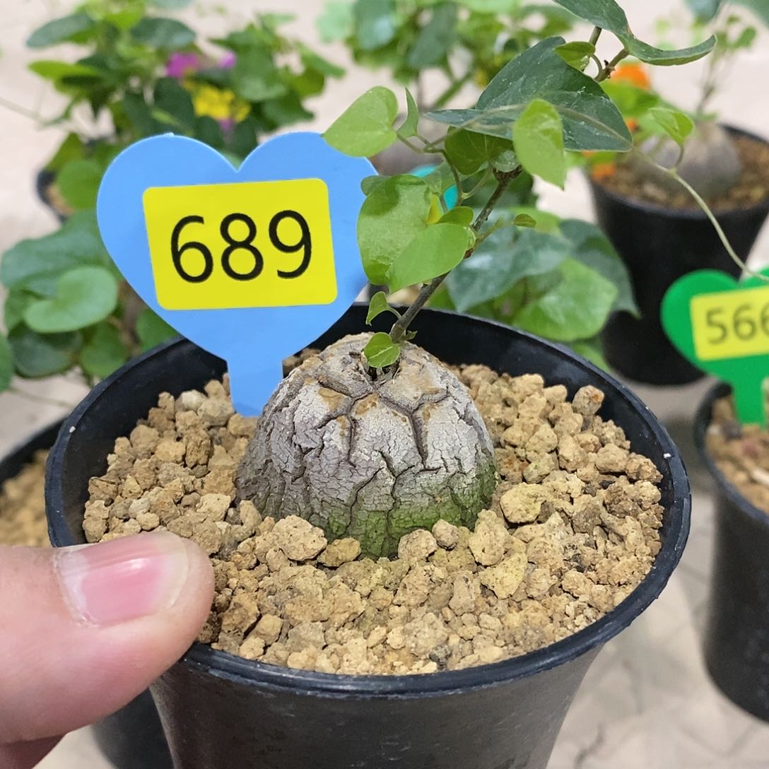 南非龟甲龙龟甲龙