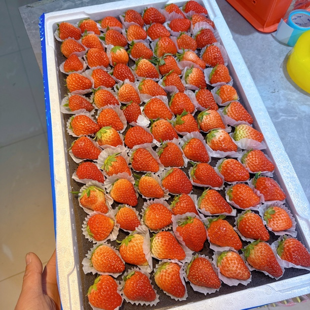 正宗7排丹东久久草莓/箱纯甜口～不空心 毛重2.9-3斤