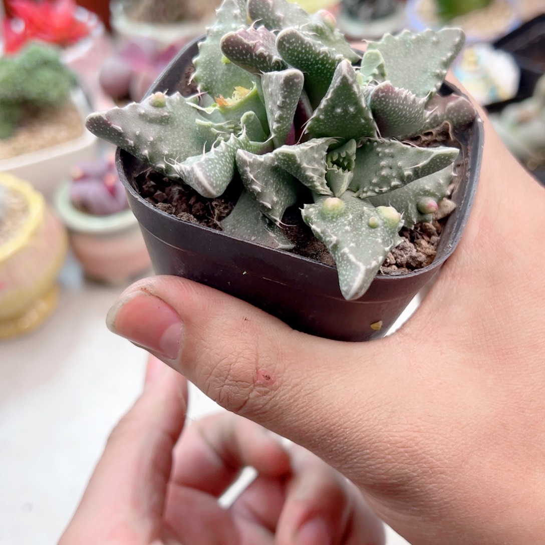 怒涛多肉植物1111