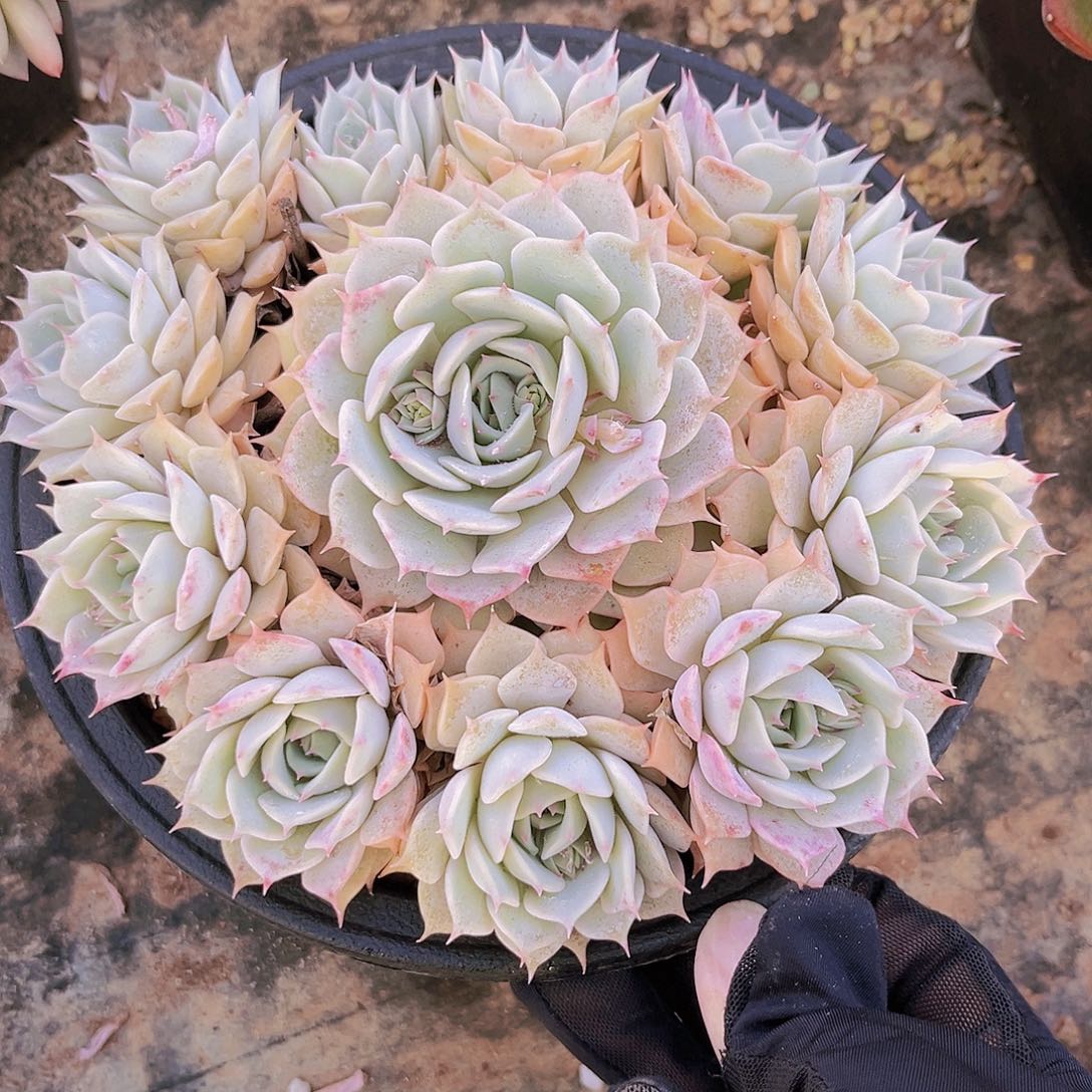 露娜连18公分9998888889