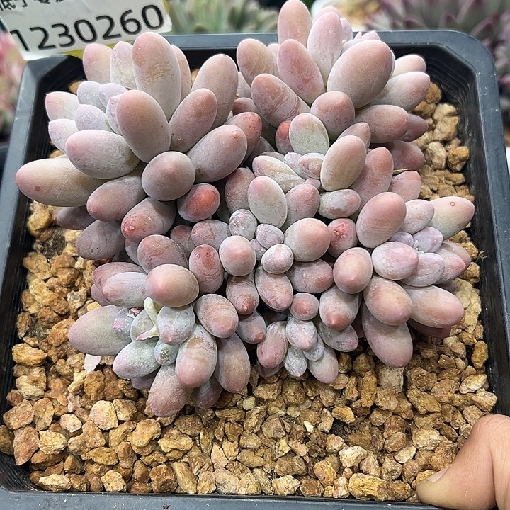 1230260 大叶汤圆正版群生8头