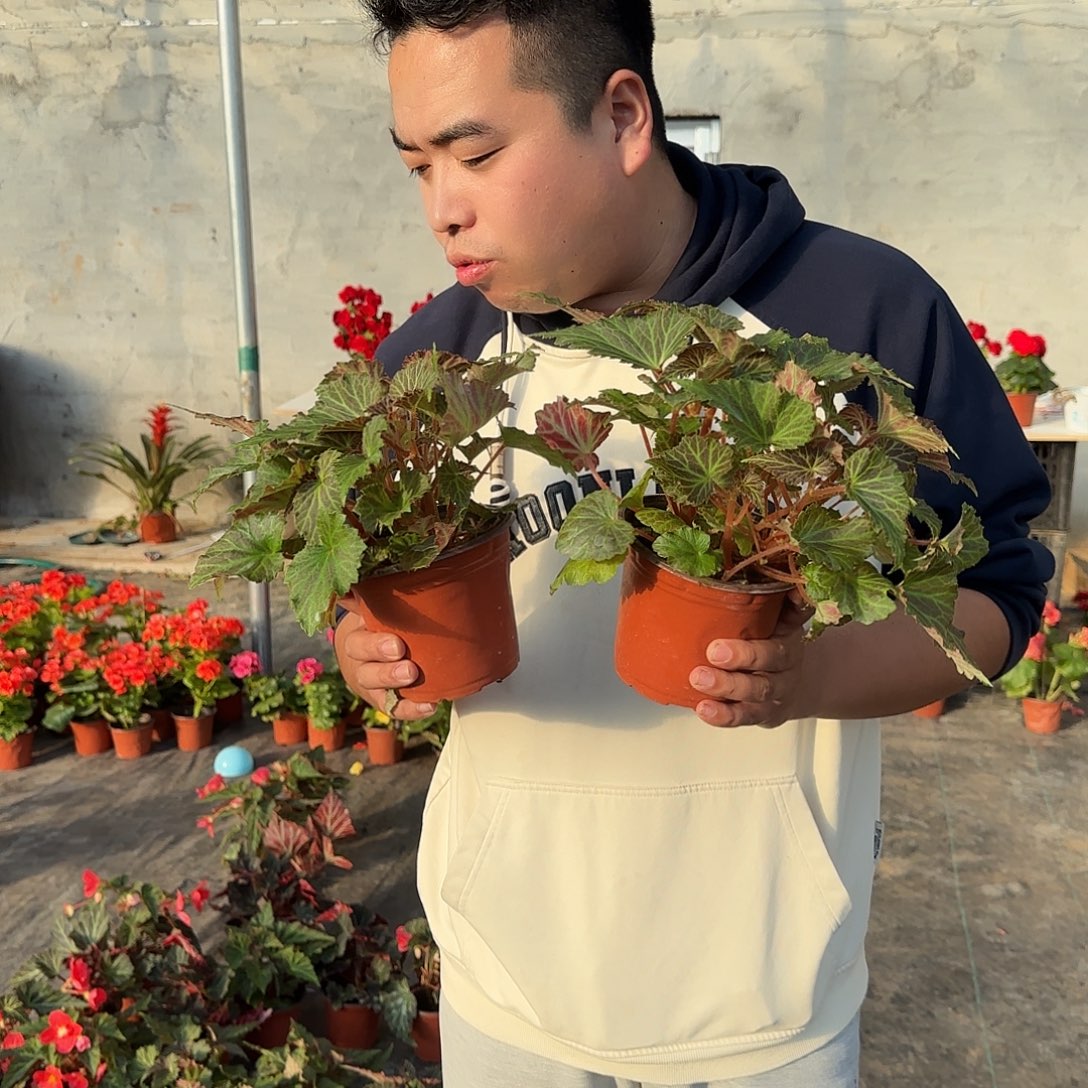 景观盲盒福利2颗，掉花折叶正常介意勿拍，不拍保温冻死不售后