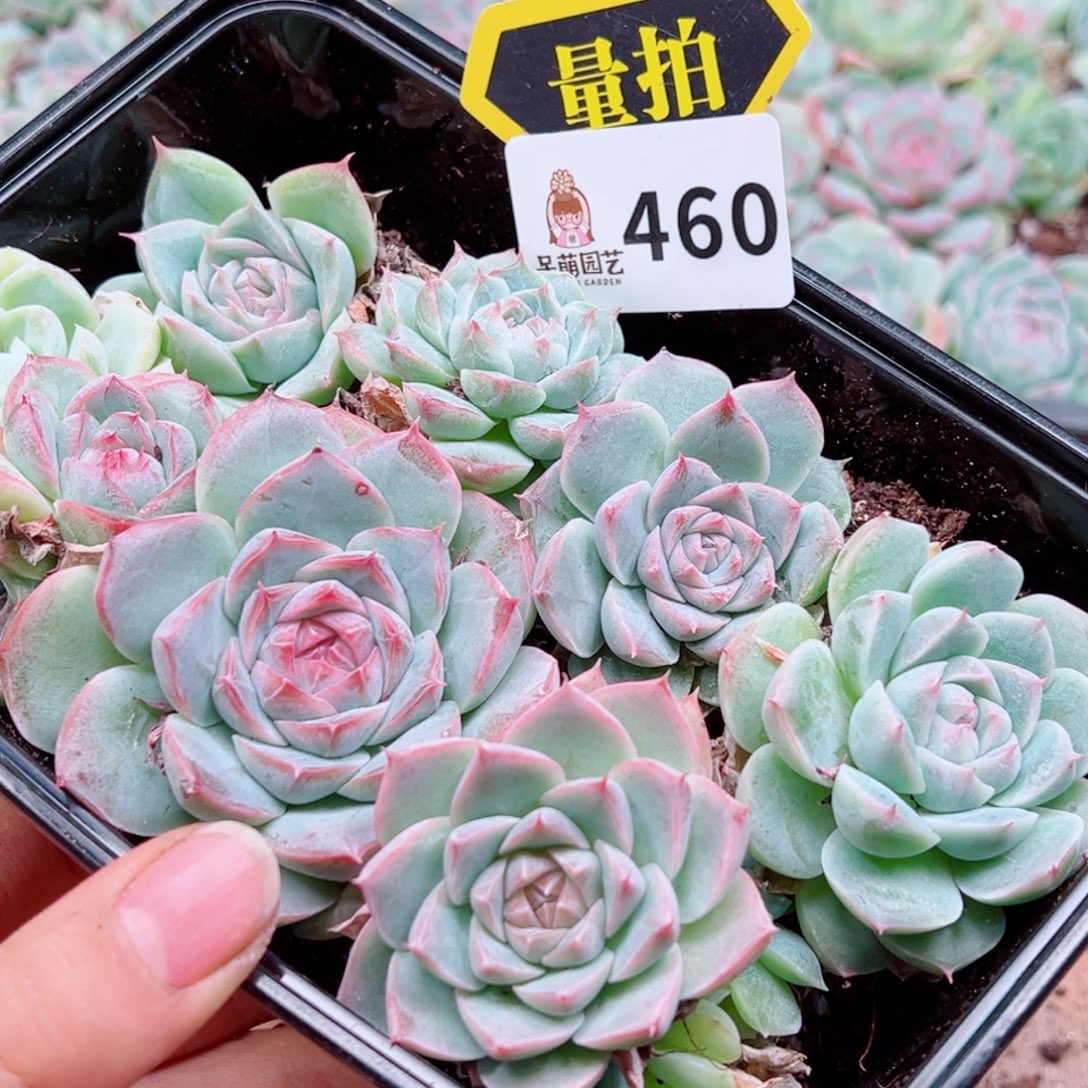 多肉植物多肉植物