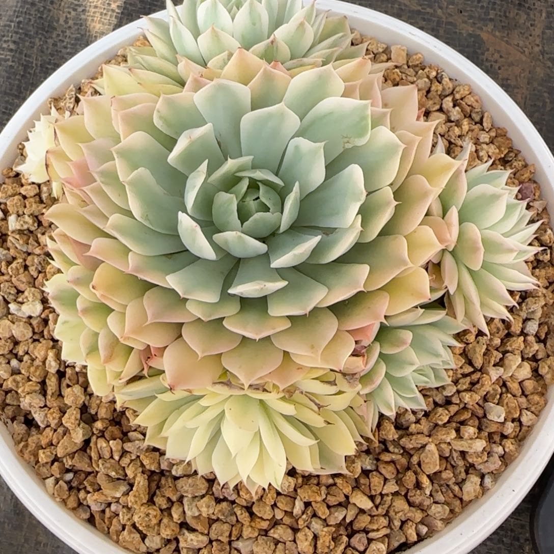 风声锦州多肉植物