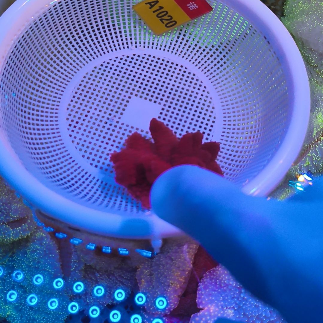 纽扣珊瑚1020九尾狐套餐