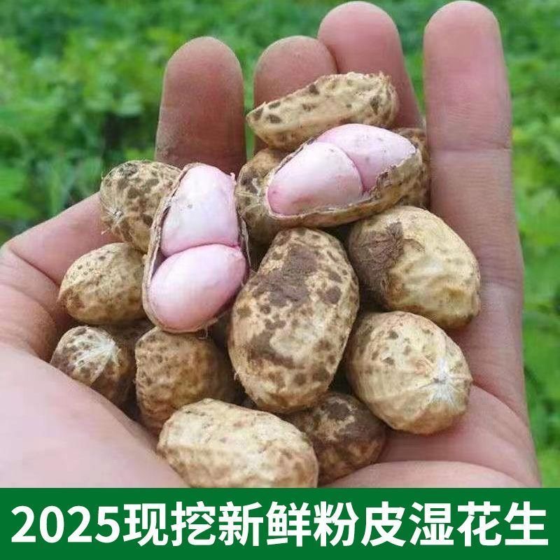 新鲜现挖带壳湿花生可生吃水煮农家自种当季鲜货