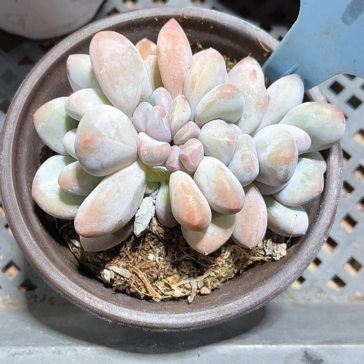 多肉植物香水519