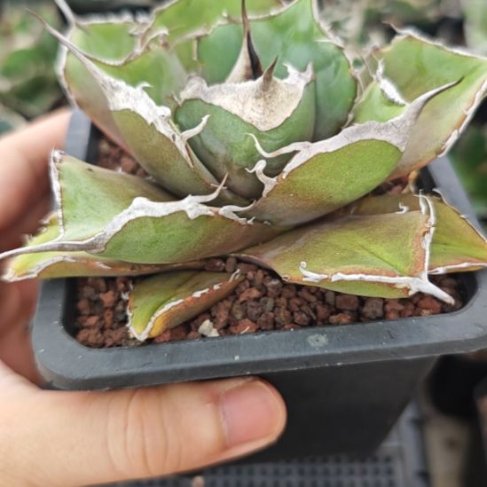 黑豹仁王冠龙舌兰包邮非偏远