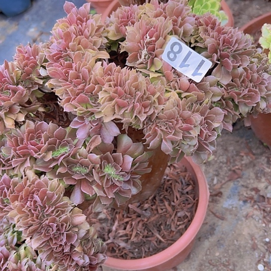 阿****多肉植物一个玫瑰