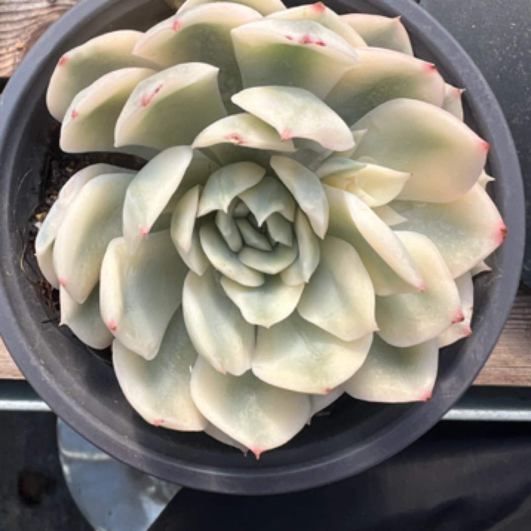 月亮仙子锦多肉植物