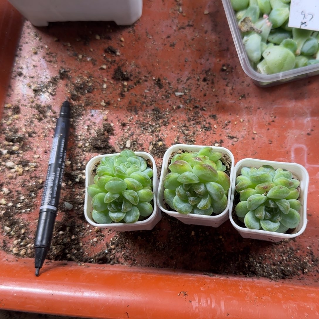 154 中苗盆一个满25包邮