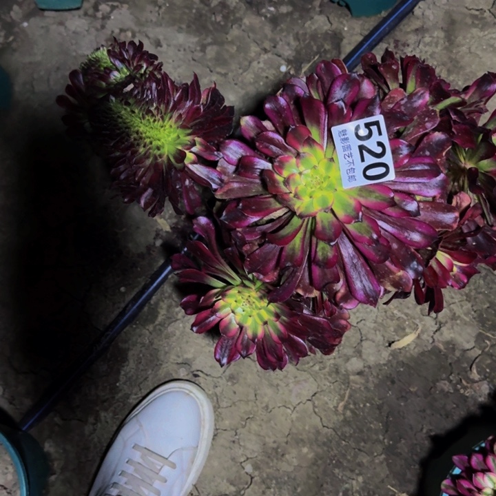 雪姬花29-11包邮花花