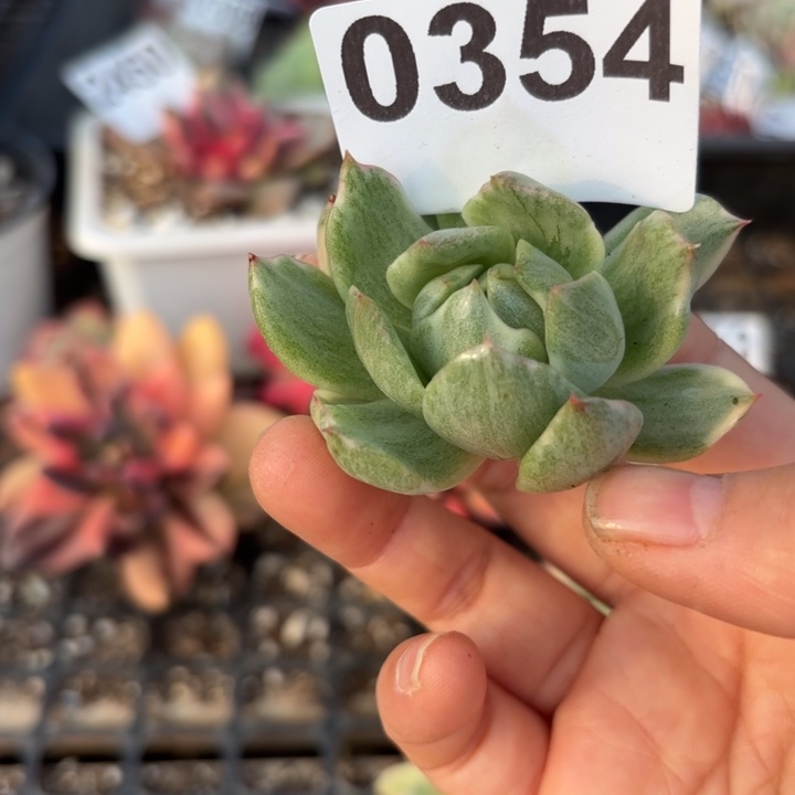 头盖锦多肉植物满18包邮当场凑单