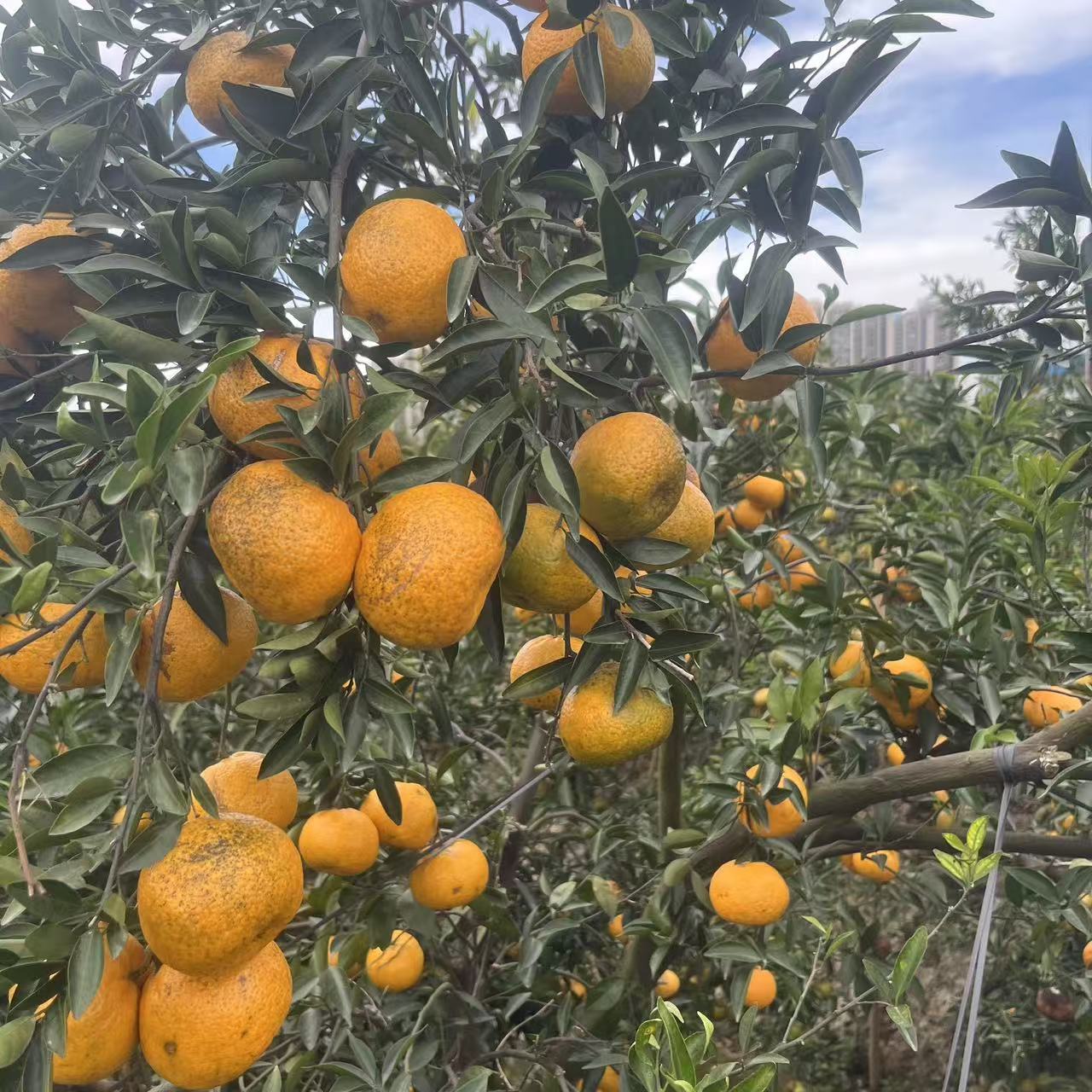 新会柑 大红鲜果现摘现发