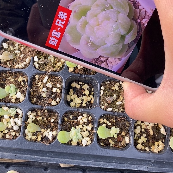 兄弟财富芽苗一个