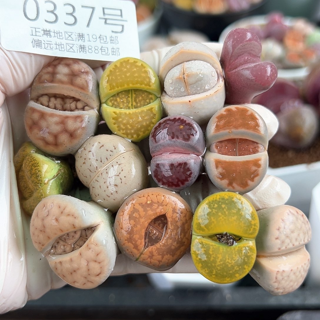 好养易活生石花大母本0337