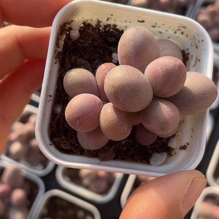 糖果双头随机发满18