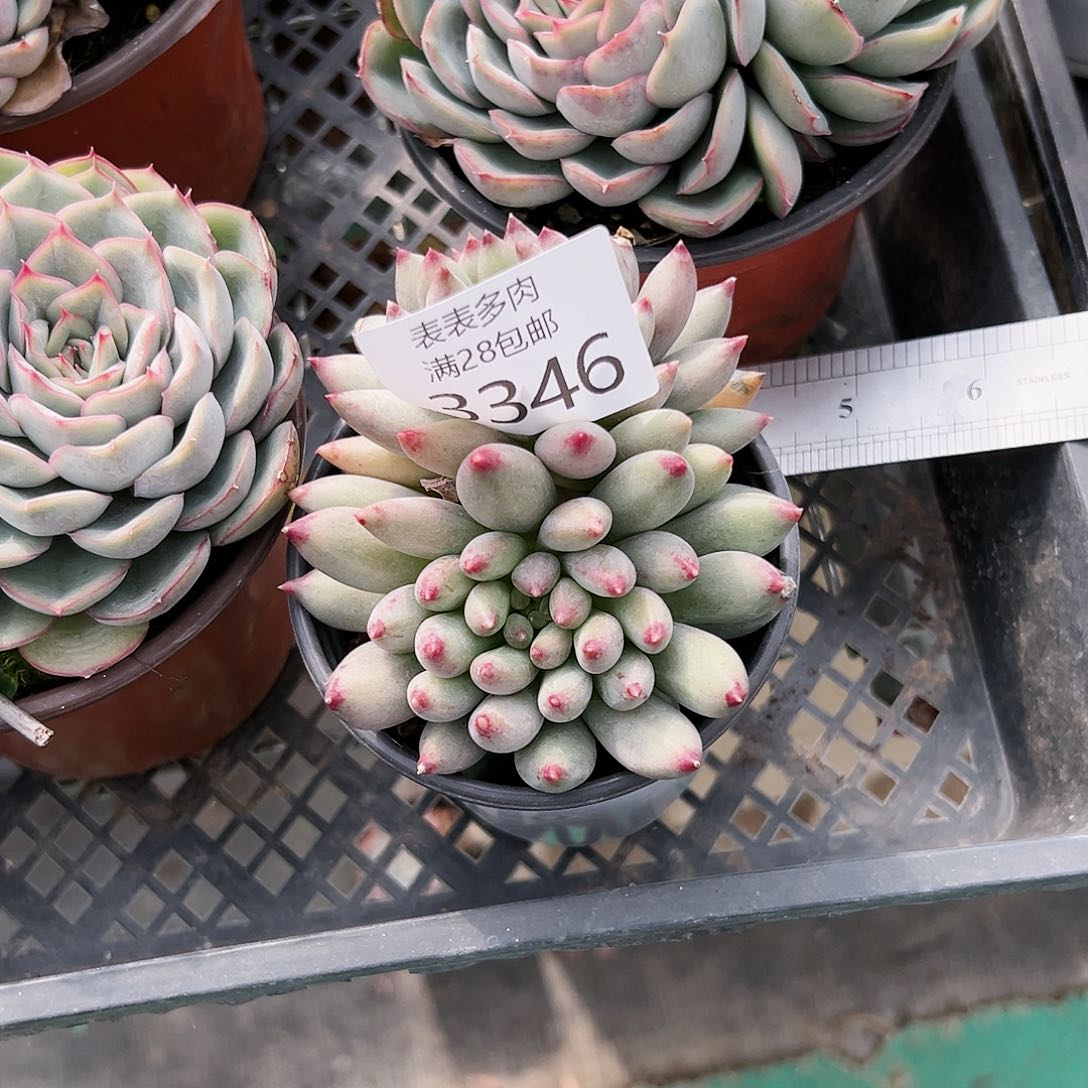 9号三**畔我们的确是一3346