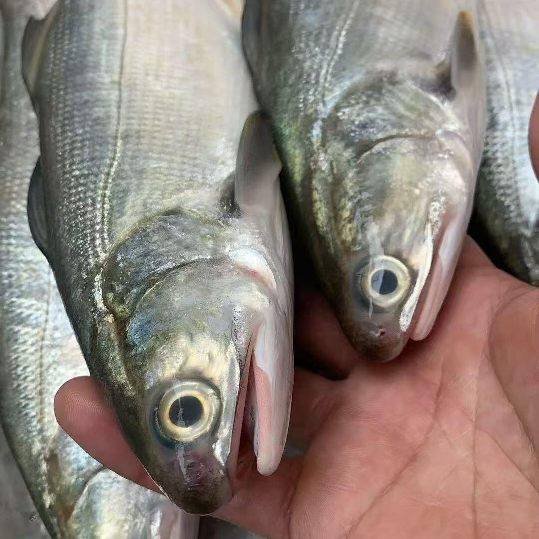 湛江本港野生马友鱼 午鱼 天然海鱼天花板 鱼肉细腻 鲜嫩多汁