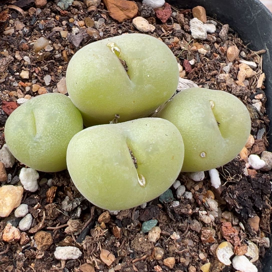 12.1好看的多肉脱土发货923