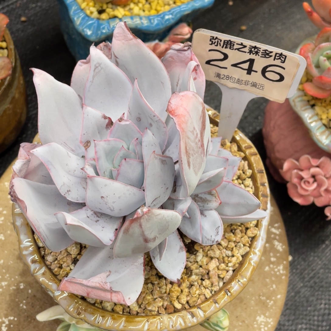 弥鹿之森一物一拍