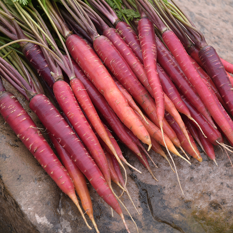 《秋田里》农家自种自销 迷你小胡萝卜生吃做菜