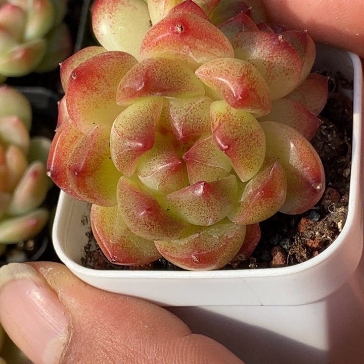 天官赐福百无禁忌