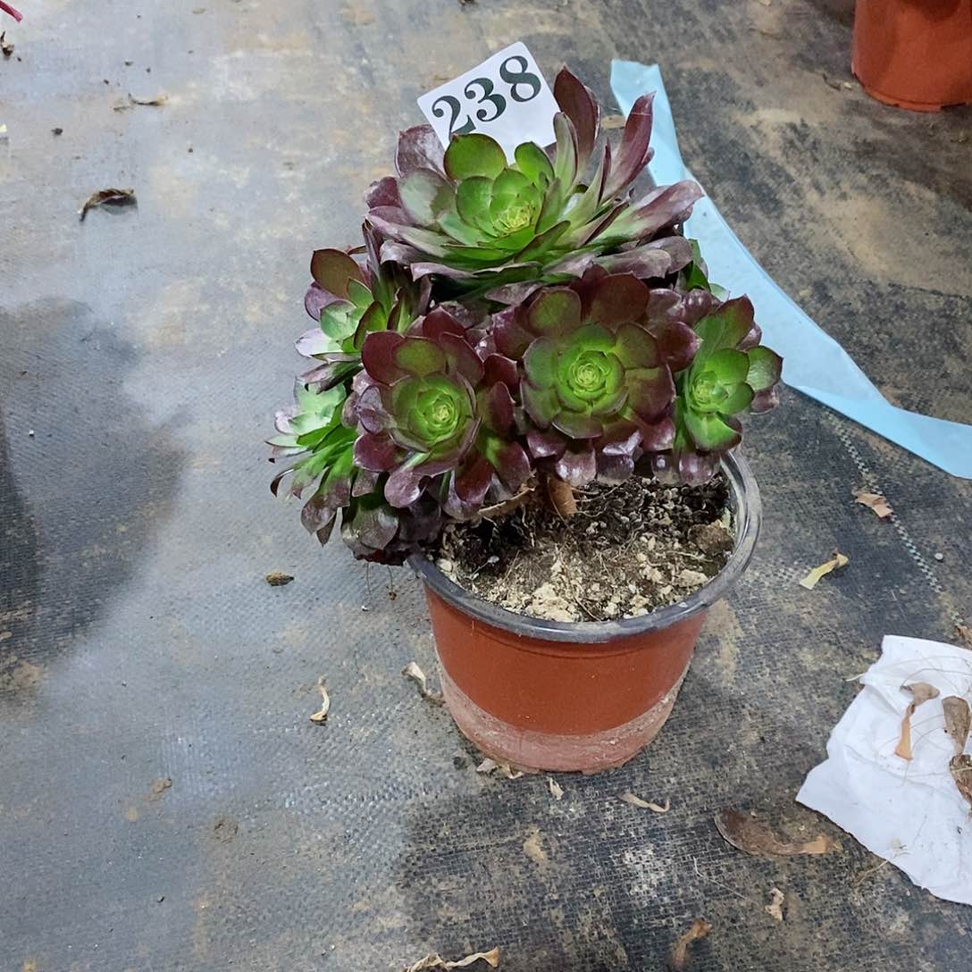 婷*赤焰莲238多肉法师