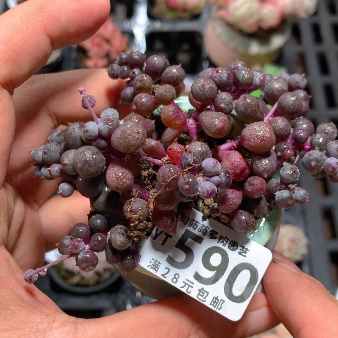 5CM拇指盆精控多肉YT590