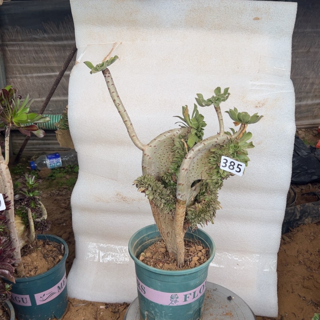 原始绿385高度38厘米