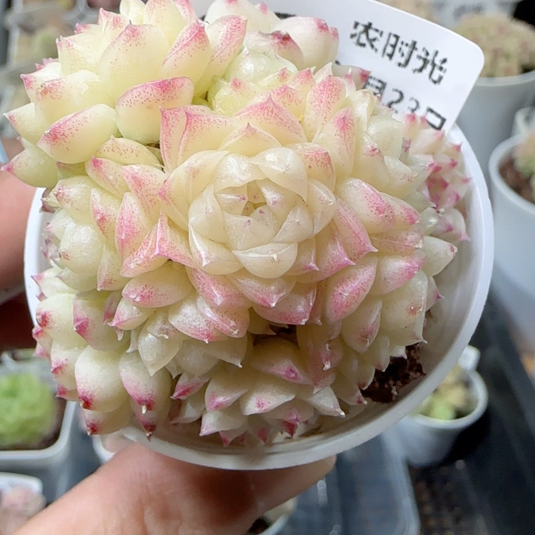 【闪购商品】0223-145麦杆