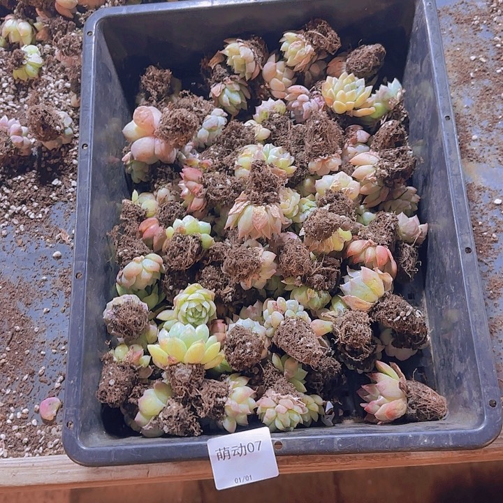 直播一物一拍多肉07
