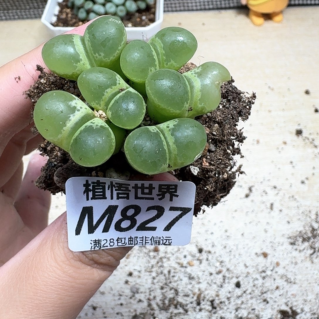多肉植物的润泽的
