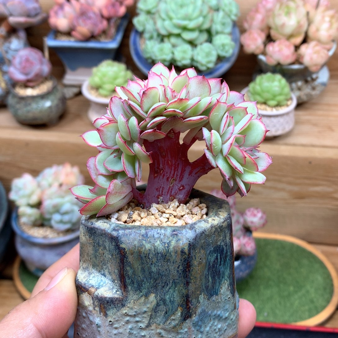 牡丹亭一物一拍整群小树