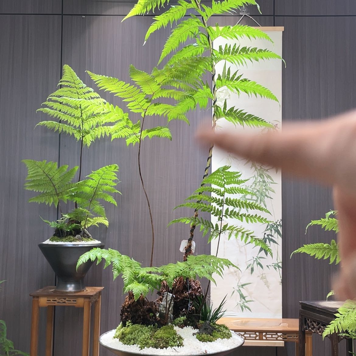 【闪购商品】圆**满蕨