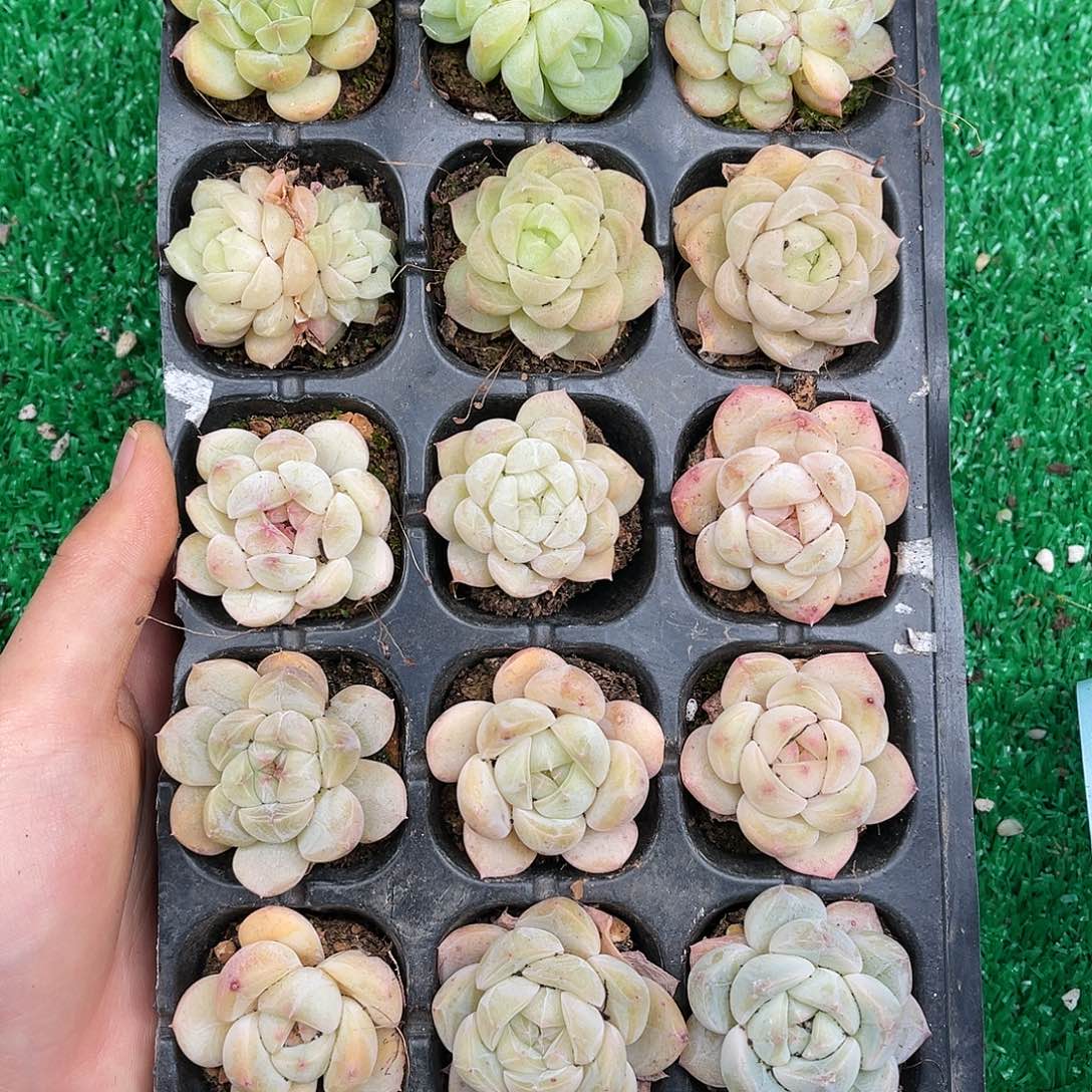 多肉一物一拍22-180