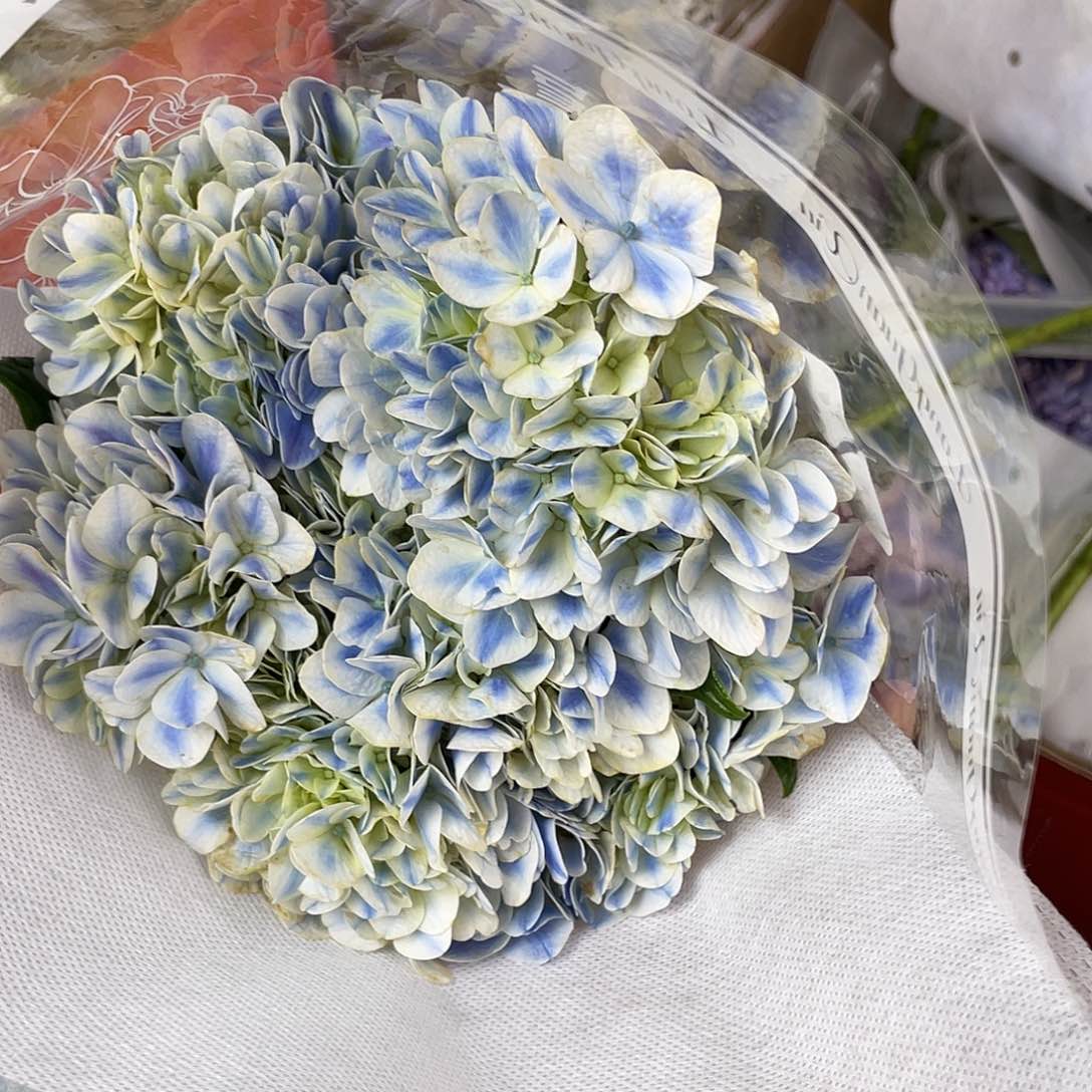 135号绣球1支三单包邮