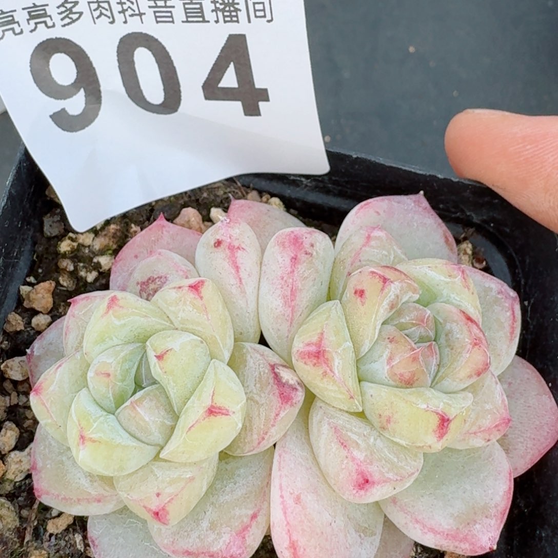 白泽         精品多肉