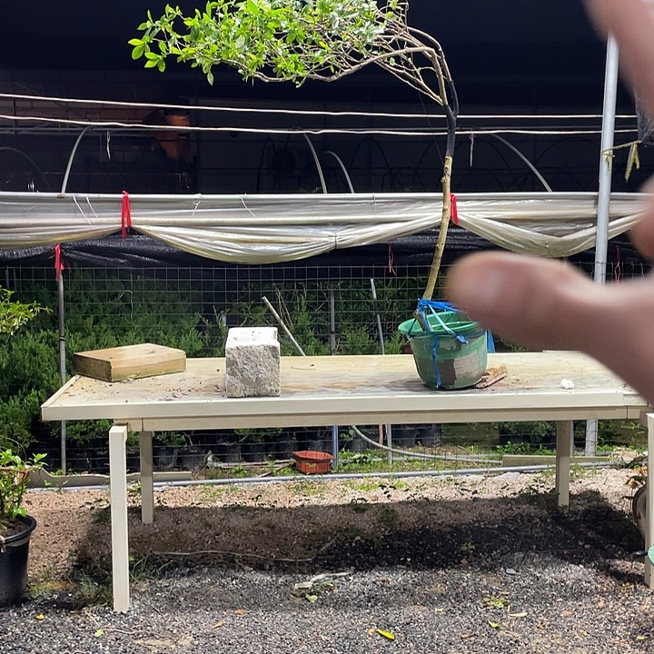 无花朵11111111111111111