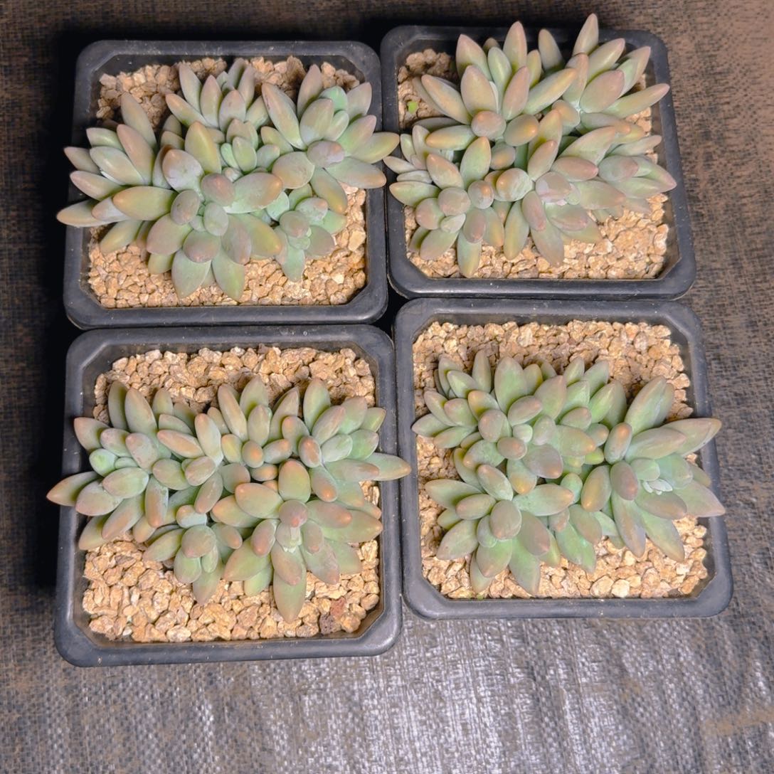 白兰地平头福利多肉111111