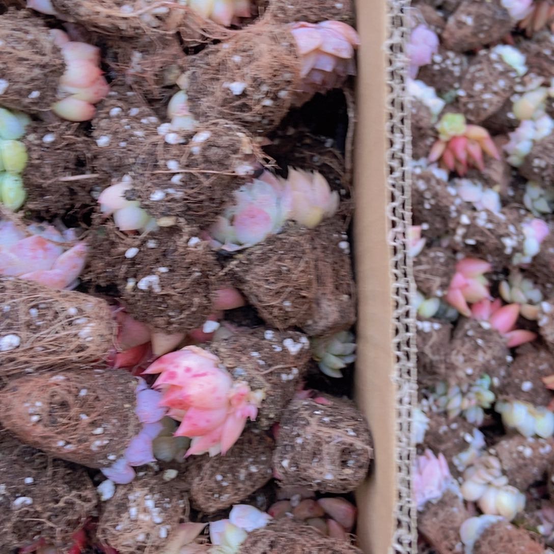 精品多肉植物保底60