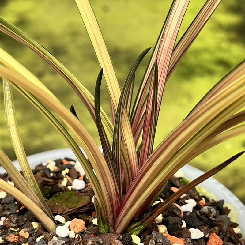 兰花苗红香妃蕙兰七彩虹钻青苗草木纹出艺率高养死包赔