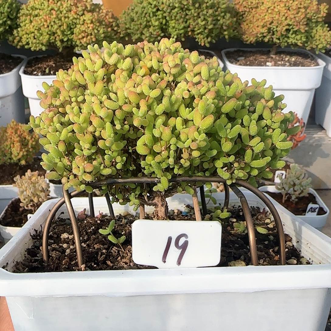 蜜橘糖球老桩福利出