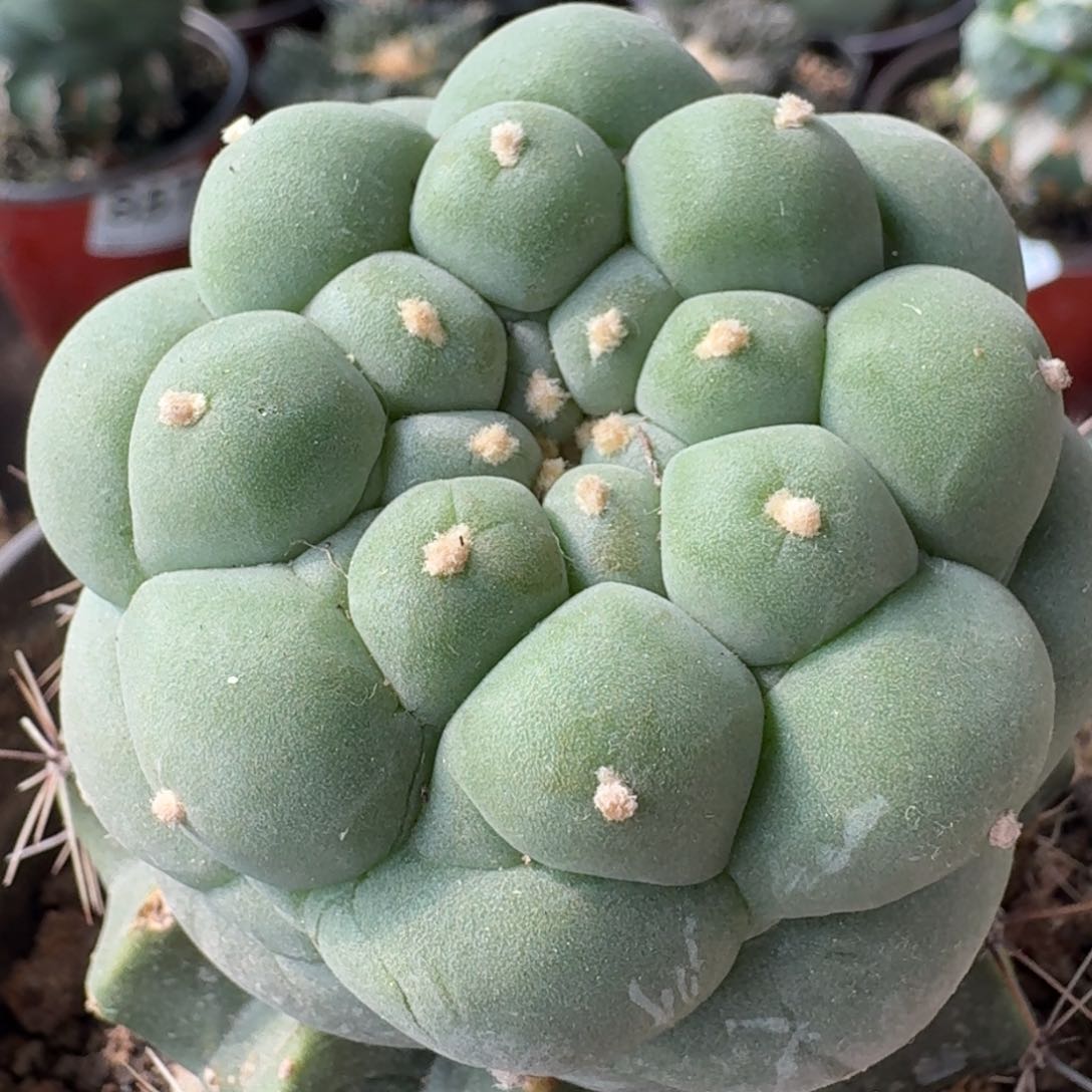 【闪购商品】苗接圆尤凸尤鲜233