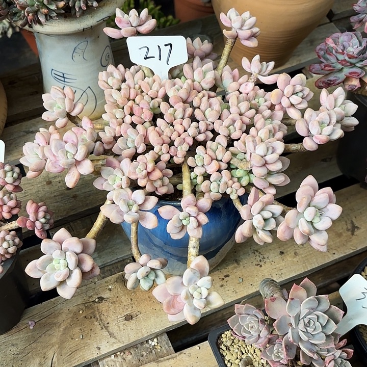 多肉植物，落神217号